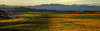 Panorama of Marlborough Vineyards