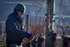 Winter pruning at Felton Road Vineyard in Central Otago