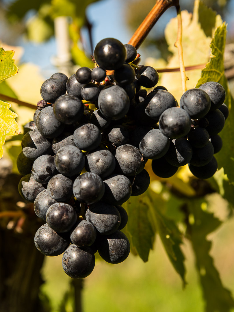 Montepulciano Grape - Blackenbrook Vineyard, Nelson